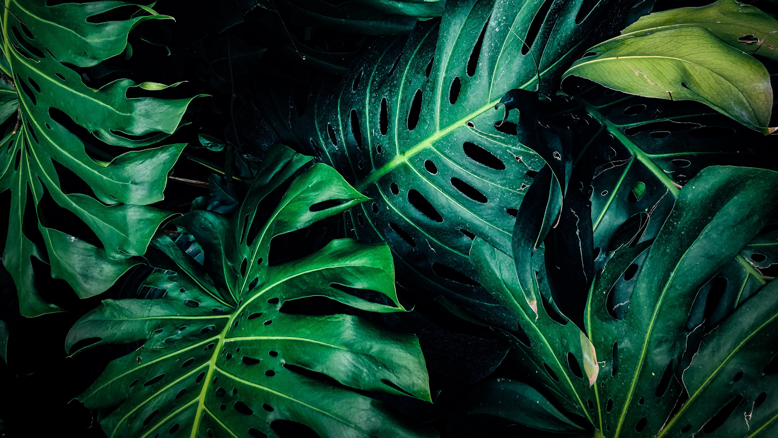 Portada_shungo_hojas